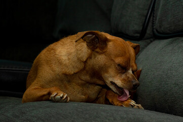 Chihuahua relaxing on the family couch 