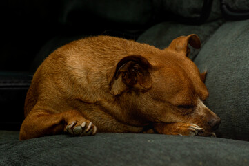 Chihuahua relaxing on the family couch 