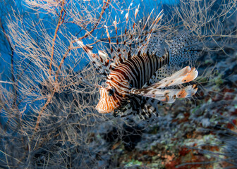 Lionfish among the thickets of corals in the Indian ocean