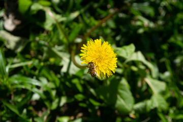 Bee picking nectar on yellow dandelion flower