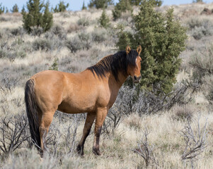 wild horse in the field wild kiger mustang stallion