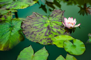 Pink pond lily and lilypad