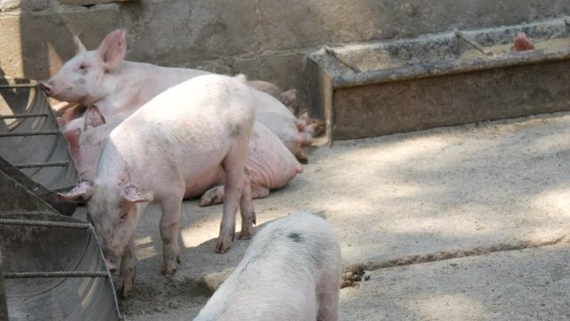 Funny adult teenage pigs near the feeders on a pig farm.