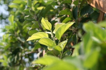 Green leaves of a bush