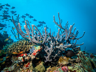 Fototapeta na wymiar Corals and Sea Sponges on the reef against the silhouette of a flock of small triggerfish in the Indian ocean