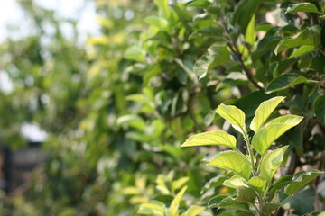 Obraz premium green leaves in the garden