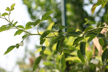 green leaves on a tree branch closeup