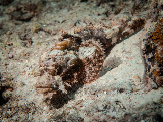 Scorpion fish disguising at the bottom of the Indian Ocean