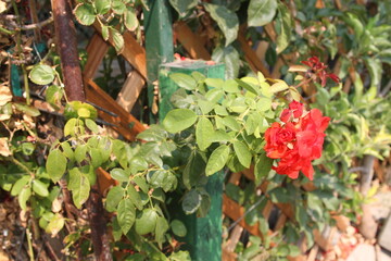 Red flower on a wooden fence