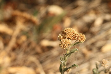 dry flower in the dry grass in summer heat
