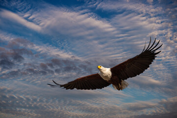 adult African Fish Eagle in clouds