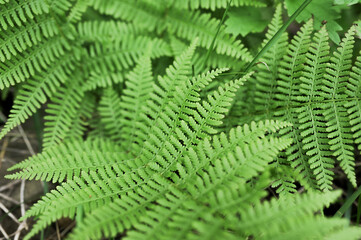 Fototapeta na wymiar fresh green fern leaves close-up, selective focus