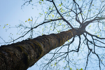Fototapeta premium Dry tree stem without leaves