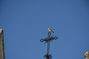 bird on top of cross in historic church in the city of São Luís, Brazil