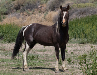 wild paint stallion wild pinto stallion