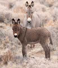 Naklejka na ściany i meble wild donkey in a field baby burro