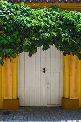 An old wooden door with green ivy