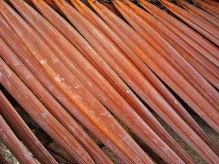 Dried palm tree leaf background