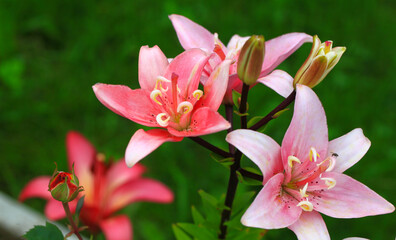 Flowering lily in the home garden in the summer. Natural blurred background.