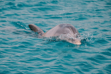 cute friendly dolphin swims in the sea, clear azure water. Fun in Eilat, Dolphin Reef in Israel.