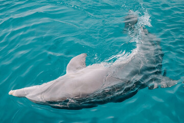 cute friendly dolphin swims in the sea, clear azure water. Fun in Eilat, Dolphin Reef in Israel.