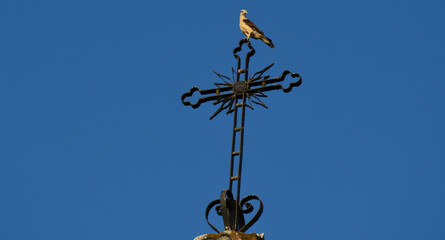 Fototapeta na wymiar Bird in a cross
