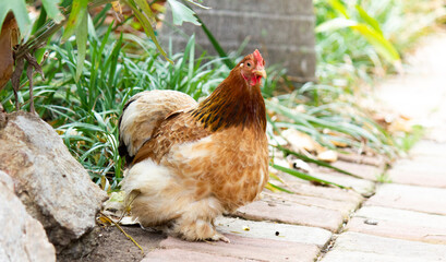 Pekin Chicken Posing on Cobblestone Path