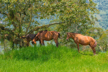 Obraz premium Horse in a pasture in the mountain valley