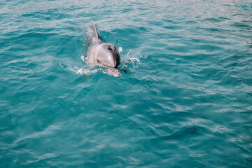 cute friendly dolphin swims in the sea, clear azure water. Fun in Eilat, Dolphin Reef in Israel.
