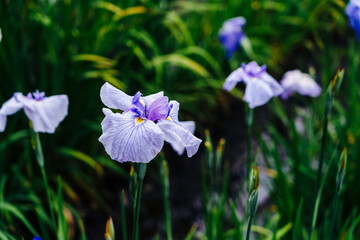 せせらぎ公園の花菖蒲