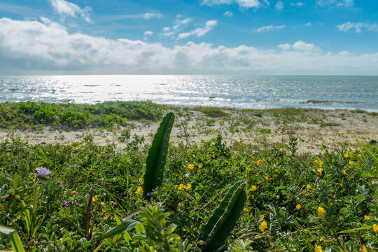 Cacto tipico deserto a beira mar