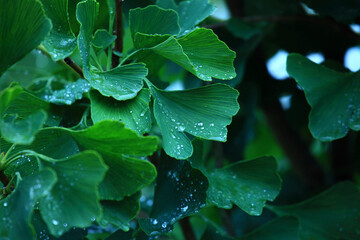 Raindrops close-up on young leaves of Ginkgo Biloba. Abstract nature background, Soft focus