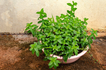 Black Mint Growing In A Plastic Basin

