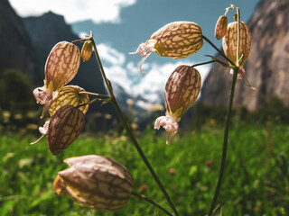 A close up of wildflowers blooming in a meadow with grass, cliff walls, and the Swiss Alps (mountains) in the background