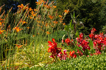Orange and Red Flowers in a Garden