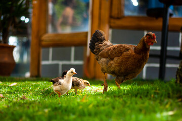 Galinha e seus pintinhos caminhando livremente