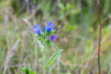 Lila Blume an der Donau 