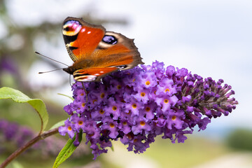 Tagpfauenauge, Pfauenauge, Schmetterling, Butterfly