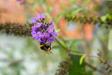 Hummel am Flieder