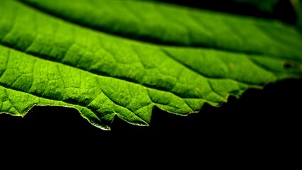 Macro shot of a green nettle leaf on black background