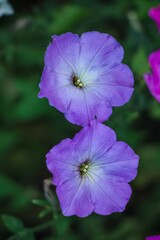 Purple bindweed macro photo 