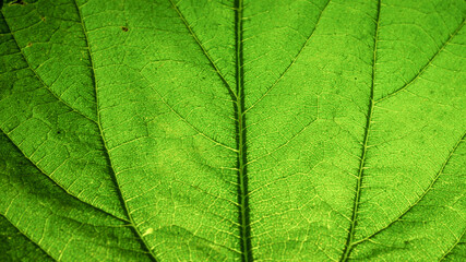 Green nettle leaf background macro photo