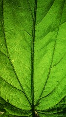 Fototapeta na wymiar Green nettle leaf background macro photo