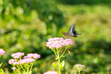 Papilio xuthus Linnaeus,Butterfly is on a flower