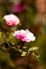 Obraz premium florzinha rosa linda com fundo desfocado em meio ao jardim