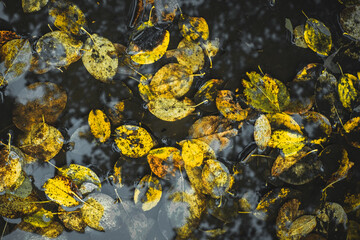 autumn leaves in a puddle
