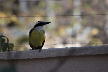 Obraz premium Great kiskadee