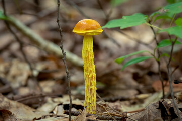 A Shaggy-stalked Bolete mushrooms rises tall from the forest floor. Raleigh, North Carolina.