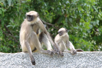 Gray langur with young taking a nap