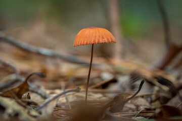A tiny Orange Pinwheel (Marasmius siccus) grows in the forest. Raleigh, North Carolina.